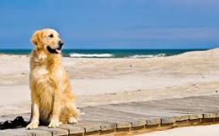 Cani in spiaggia. I comuni veneti aprono spazi riservati agli animali domestici