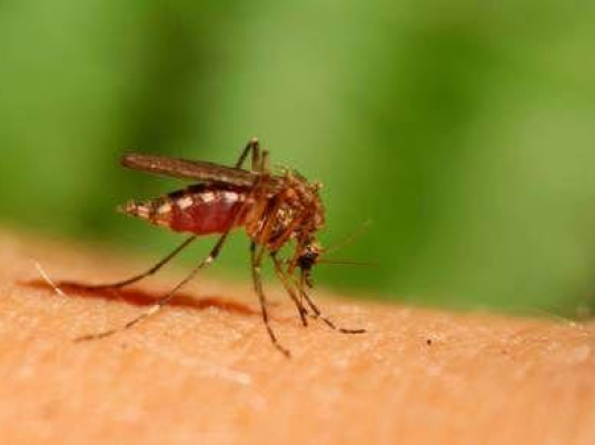 Lotta alle zanzare: il Ministero della Salute chiede la disinfestazione ai Comuni