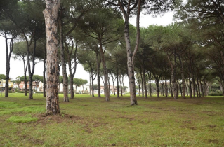 Pescara, analisi strumentale prima di abbattere gli alberi